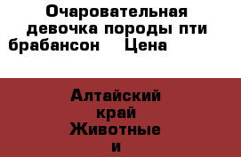 Очаровательная девочка породы пти брабансон  › Цена ­ 10 000 - Алтайский край Животные и растения » Собаки   
